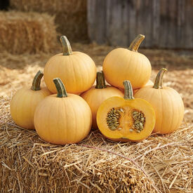 Naked Bear, (F1) Pumpkin Seeds